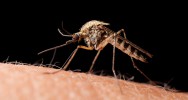 dengue moustique moustique OGM transgnique Aedes aegypti