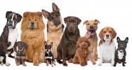 liposuccion chien canin lipome tumeur graisseuse masse graisseuse