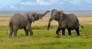 lphants accros hrone drogue trafiquants cure chine dsintoxication the daily mail