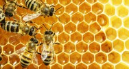 venin abeille mlittine tumeur cancer cellules cancreuses nanocapsule