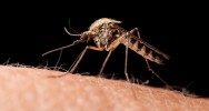 champignon dengue chikungunya larves moustique Aedes