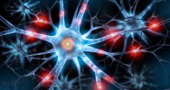 autisme traitement columbia synapses excs surabondance neurones
