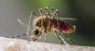 le viagra est efficace contre le paludisme 