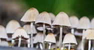 champignons hallucinognes neurones hyperconnectivit