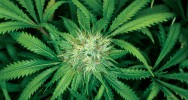 cannabis lgalisation dbat addiction lgislation risques jeune adolescent