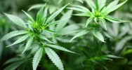 jeunes adolescents cannabis drogue facult crbrale