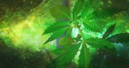 cannabis drogue consommation adolescence risque pyschotique schizophrnie
