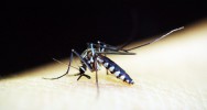 vaccin dengue test patient risque