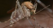 hydroxyure drpanocytose paludisme enfant maladie