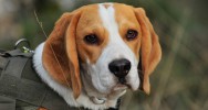cancer dpistage odorat chien