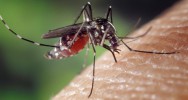 maladies moustiques piqres piquer transmission