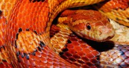 OMS plan lutte morsure venin srum anti-venin serpent