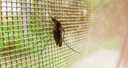Rsistance maladie paludisme mdicament anti-paludique Asie