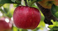 Pomme bactrie fruit flore intestinale