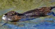 Haute-Saône, trois baigneurs contaminés par la leptospirose leptospirose rongeur maladie rats eau baignade