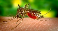 dengue zika cas autochtones moustique tigre